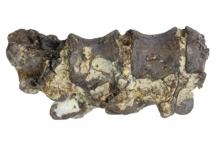 Articulated Permian Reptile Vertebrae - Oklahoma #136351